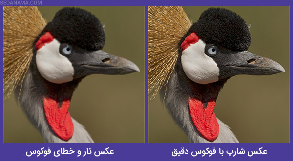 مقایسه عکس شارپ و تار