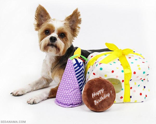 خرید حیوانات خانگی برای کادو تولد